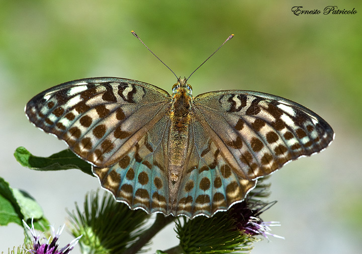 Argynnis paphia